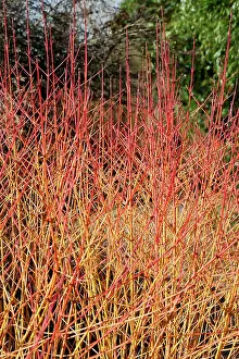 Cornus: Dogwood, Cornus sanguinea Midwinter fire, Red