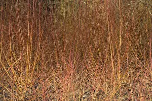 Cornus: Dogwood, Cornus sanguinea Midwinter fire, Red