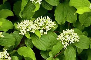 Sanguinea: Dogwood - in flower