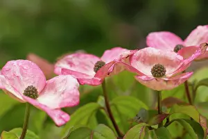Cornus: Dogwood, Flowering, Cornus kousa Satomi, Pink