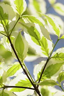 Cornus: Dogwood, Flowering dogwood, Cornus, Cornus kousa