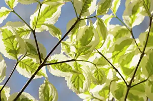 Cornus: Dogwood, Flowering dogwood, Cornus, Cornus kousa