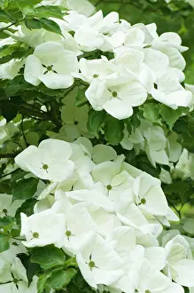 Venus: Dogwood, Flowering dogwood, Cornus venus, several
