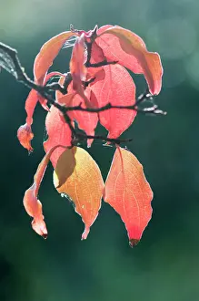 Cornus: Dogwood, Flowering Dogwood, Kousa dogwood, Cornus