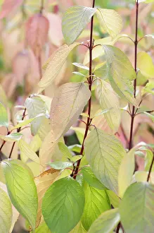 Cornus: Dogwood, Golden Tartarean dogwood, Cornus alba Aurea