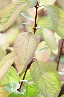 Cornus: Dogwood, Golden Tartarean dogwood, Cornus alba Aurea
