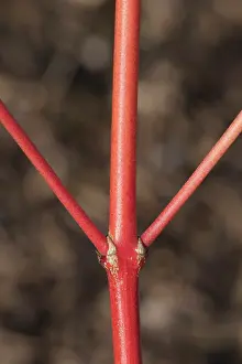Flame: Dogwood Magic Flame, Cornus sanguinea Magic Flame