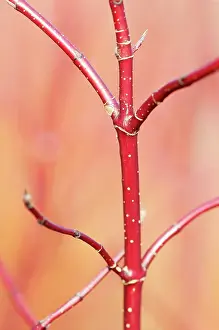 Cornus: Dogwood, Red-barked dogwood, Cornus alba Spaethii