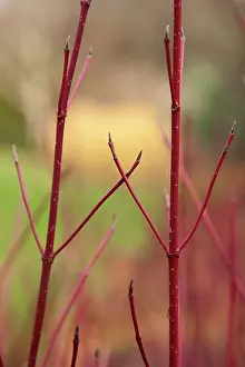 Cornus: Dogwood, Silverleaf tartarian dogwood