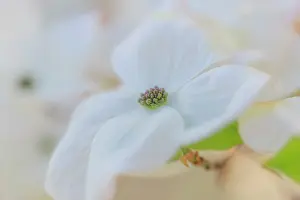 Danita Delimont: Dogwood tree bloom