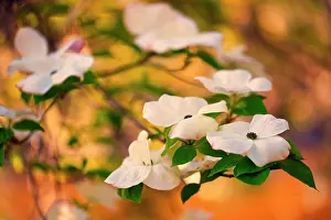 Danita Delimont: Dogwood tree bloom