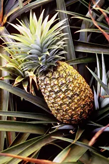 Plantations: Dole Pineapple Plantation, Oahu, Hawaii