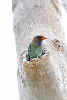 Dollar: Dollar Bird