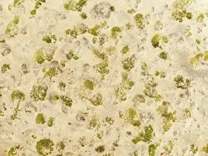 Thomas Dressler: Dollar bush (Zygophyllum stapfii)
