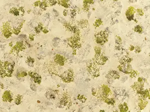 Thomas Dressler: Dollar bush (Zygophyllum stapfii)