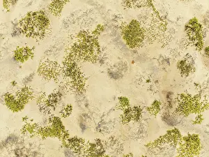 Thomas Dressler: Dollar bush (Zygophyllum stapfii)