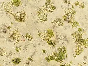 Thomas Dressler: Dollar bush (Zygophyllum stapfii)