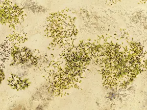 Thomas Dressler: Dollar bush (Zygophyllum stapfii)