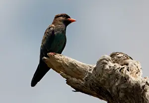 Arriving: Dollarbird - a breeding visitor to Australia arriving