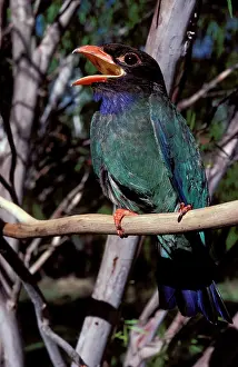 Winters: Dollarbird - migratory bird: breeds in Australia