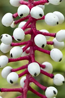 170519: Doll's eye (Actaea pachypoda)