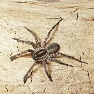 Dolomedes: DOLOMEDES SPIDER