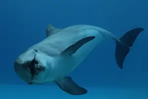 130318: Dolphin