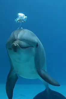 130318: Dolphin