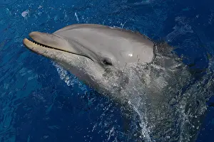 130318: Dolphin