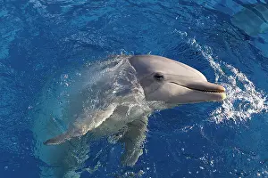 130318: Dolphin