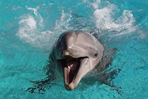130318: Dolphin