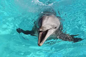 130318: Dolphin