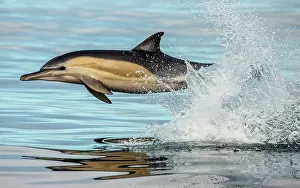 Express: Dolphin (Delphinus delphis) is jumping out at hi