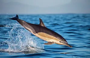 Dolphins: Dolphin (Delphinus delphis) is jumping out at hi