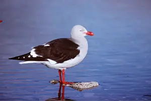 Gulls: Dolphin Gull