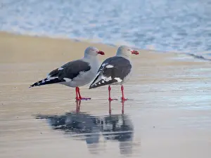Southern Hemisphere: Dolphin gull on the beach of Saunders Island, Falkland
