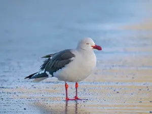 Southern Hemisphere: Dolphin gull on the beach of Saunders Island, Falkland