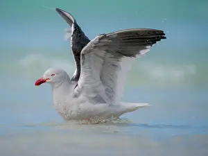 Surf: Dolphin gull on the beach of Saunders Island, Falkland