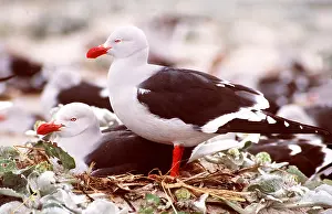 Gulls: DOLPHIN GULL - two at nest