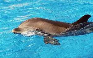 Dolphins: DOLPHIN - head above water