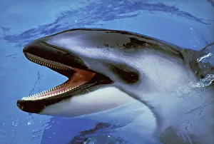 Fisch: Dolphin with Open Mouth standing at Surface