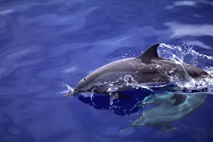 Cetaceans: Dolphin swimming in the bay, Walindi, Kimbe Bay, West New Br