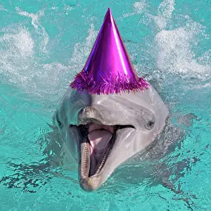 160520: Dolphin wearing a purple party hat
