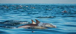 Dolphins: Dolphins (Delphinus delphis) are jumping out at