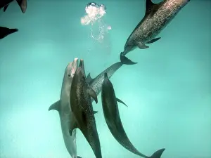 Denise Herzing: Dolphins - interspecies aggression. Altantic Spotted