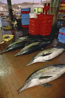 Killed: Dolphins Killed by Fishermen, Peru