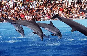 Dolphins: DOLPHINS - four performing at show, leaping out of water
