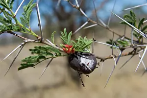 Crematogaster: Domatium on Whistling Thorn Acacia