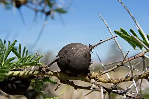 Crematogaster: Domatium on Whistling Thorn Acacia