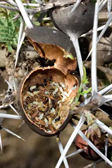 Crematogaster: Domatium on Whistling Thorn Acacia
